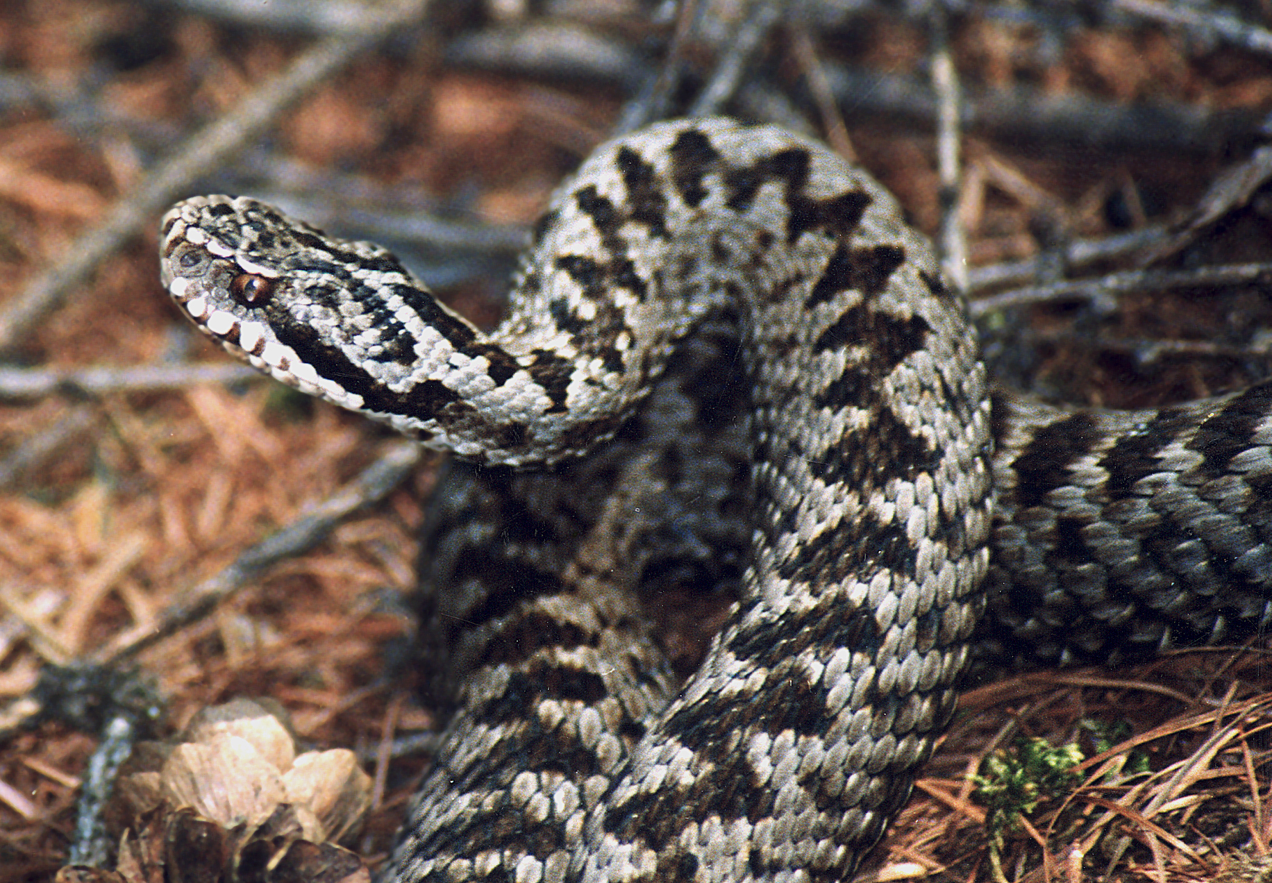 Самая ядовитая змея / Most venomous snake | Энциклопедия приморья