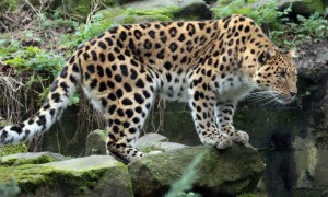 DV-leopard