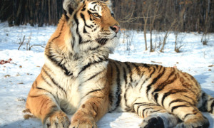 Tiger-Fomenko_WWF