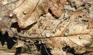 Grib-Pozdniy-Coccomyces coronatum